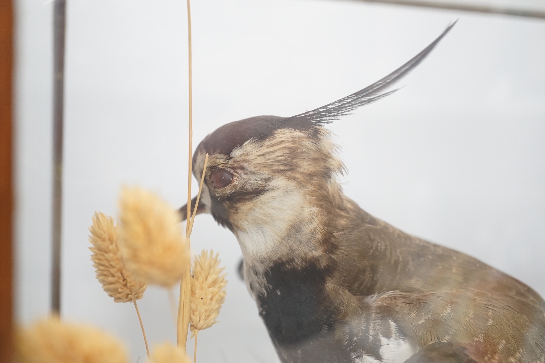 A taxidermy cased lapwing, case 34 x 30 x 24cm